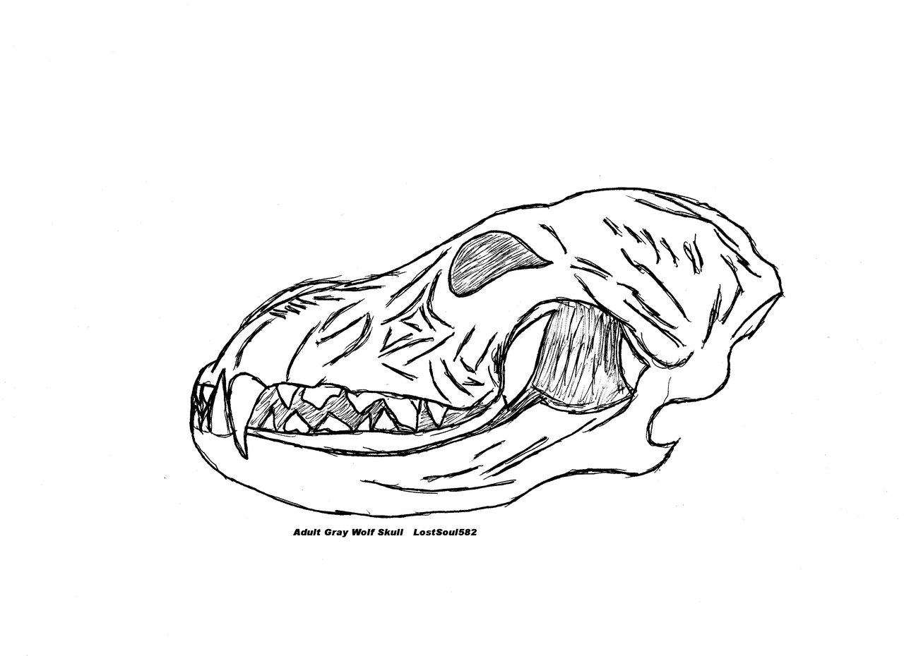 Wolf Skull Drawing at GetDrawings | Free download