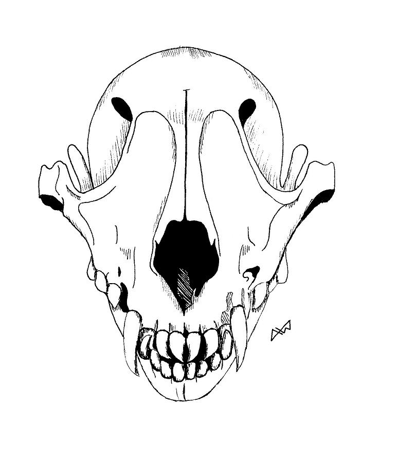772x901 Wolf Skull By Amber6277
