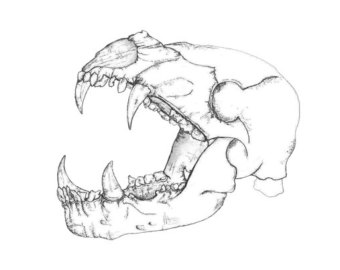 340x270 Wolf Skull Print Etsy