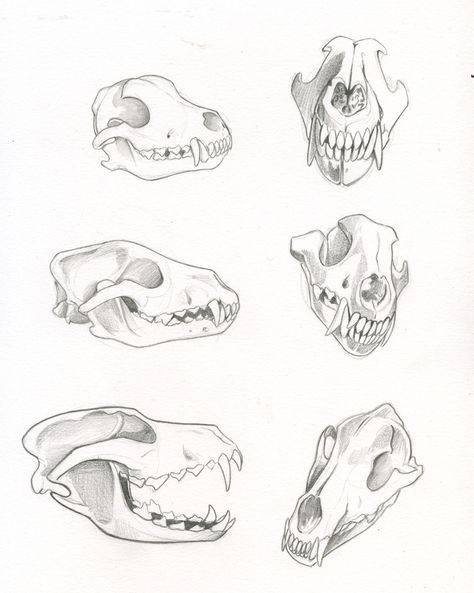 474x593 Been Home Sick The Past Few Days, So Drawing Wolf Skulls To Keep