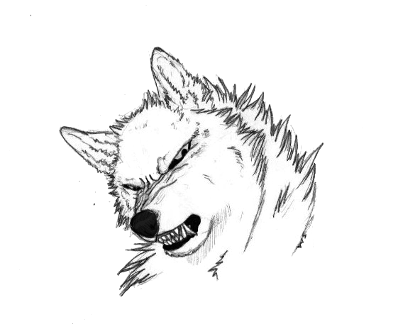 Wolf Snarl Drawing at GetDrawings | Free download