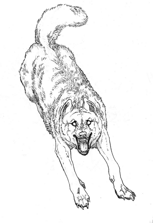 525x764 Wolf Lineart Original By Nuuuk