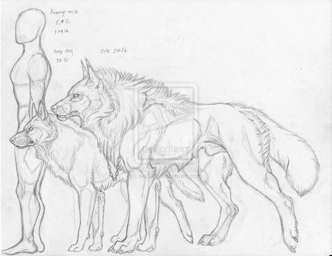 474x366 Wolf Sketches Which I Will Be Using For Reference Only How