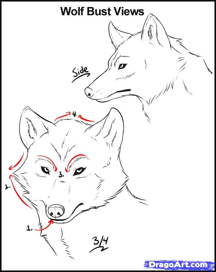 709x892 Wolf Drawings Step By Step How To Draw Wolves Step 7 Drawing