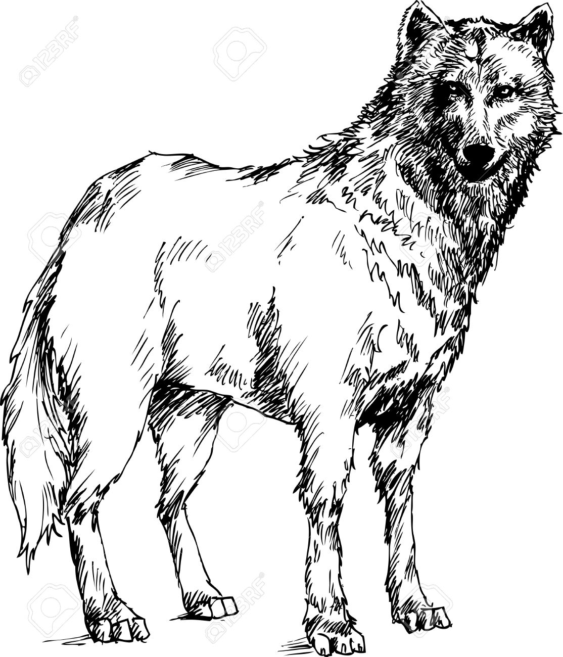 1114x1300 Hand Drawn Wolf Royalty Free Cliparts, Vectors, And Stock