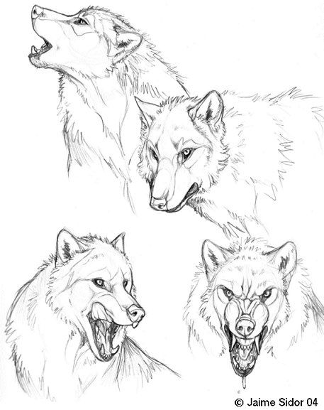 Wolf Teeth Drawing at GetDrawings | Free download