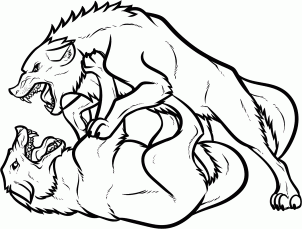 302x229 How To Draw Fighting Wolves, Wolf Fight
