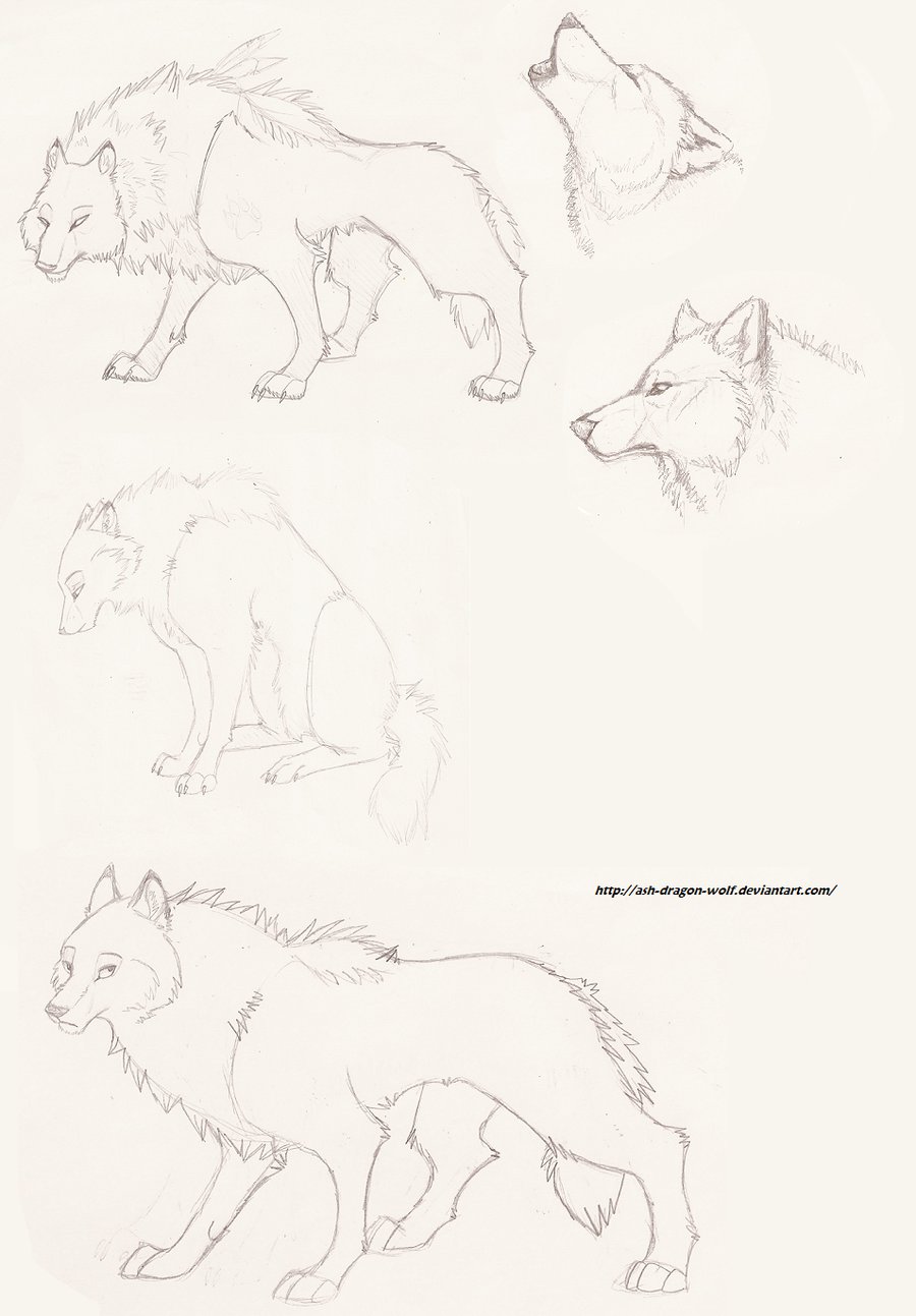 900x1293 Wolf Sketch By Ash Dragon Wolf