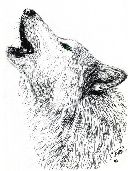 456x600 Wolf Drawings Draw Wolf Howling. Howling Wolf. Perfect How To Draw
