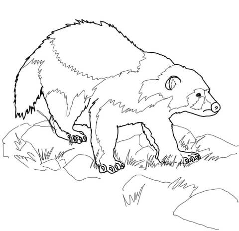 480x464 Wolverine Animal Coloring Page Free Printable Coloring Pages