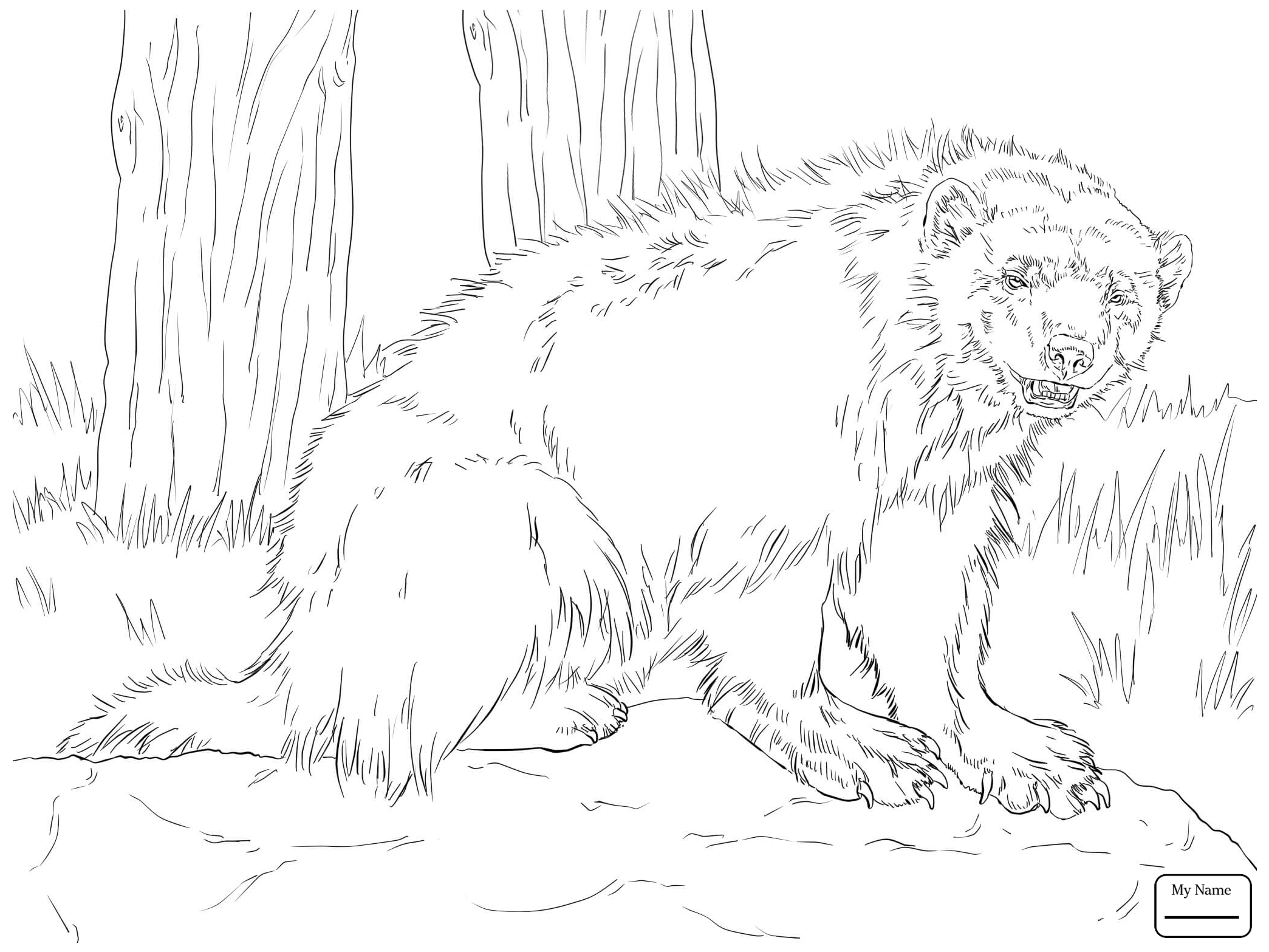 2089x1567 Coloring Pages Mammals Wolverine Animal