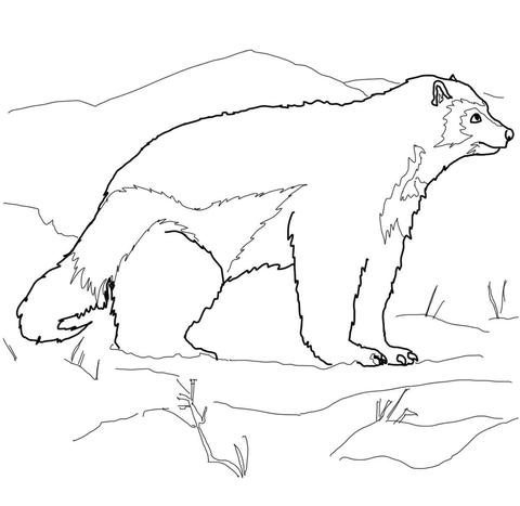 480x467 Arctic Wolverine Coloring Page Free Printable Coloring Pages