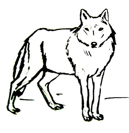 448x460 How To Draw A Gray Wolf