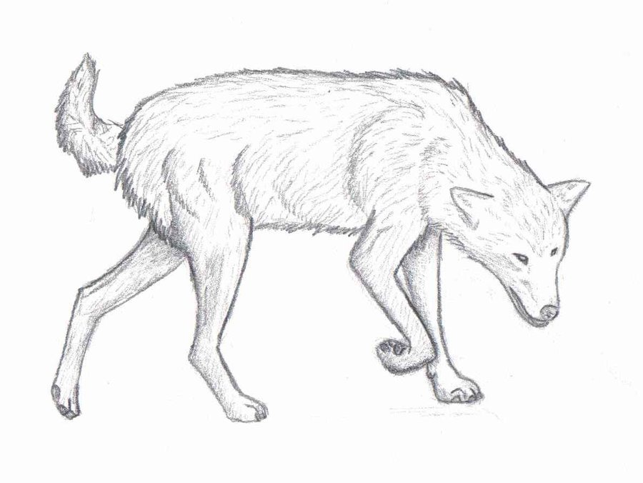 900x676 Wolf Practice Sketch 3 By Ookamianiyou