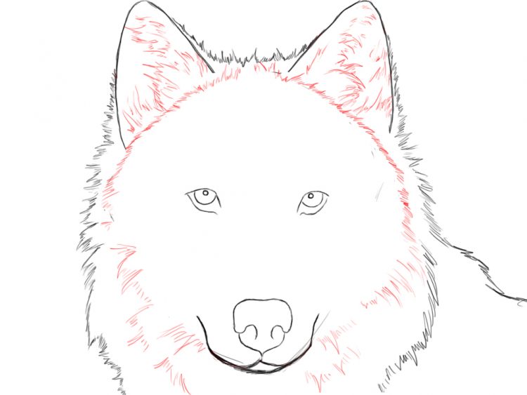 750x563 Drawing Easy Baby Wolf Drawings Plus Easy Awesome Wolf Drawings