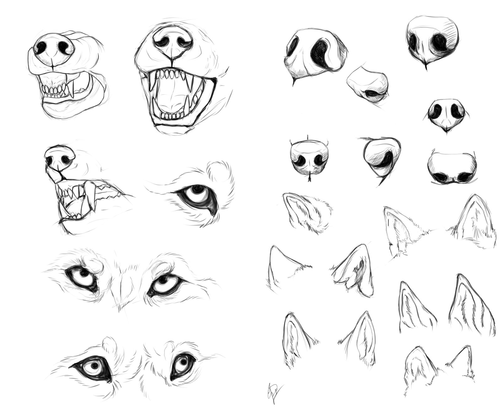 1600x1333 Wolf Anatomy Tutorial