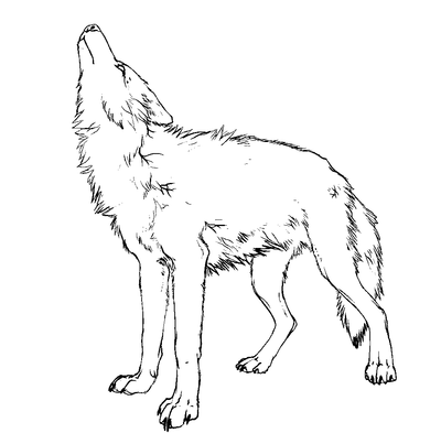 Wolves Howling Drawing at GetDrawings | Free download