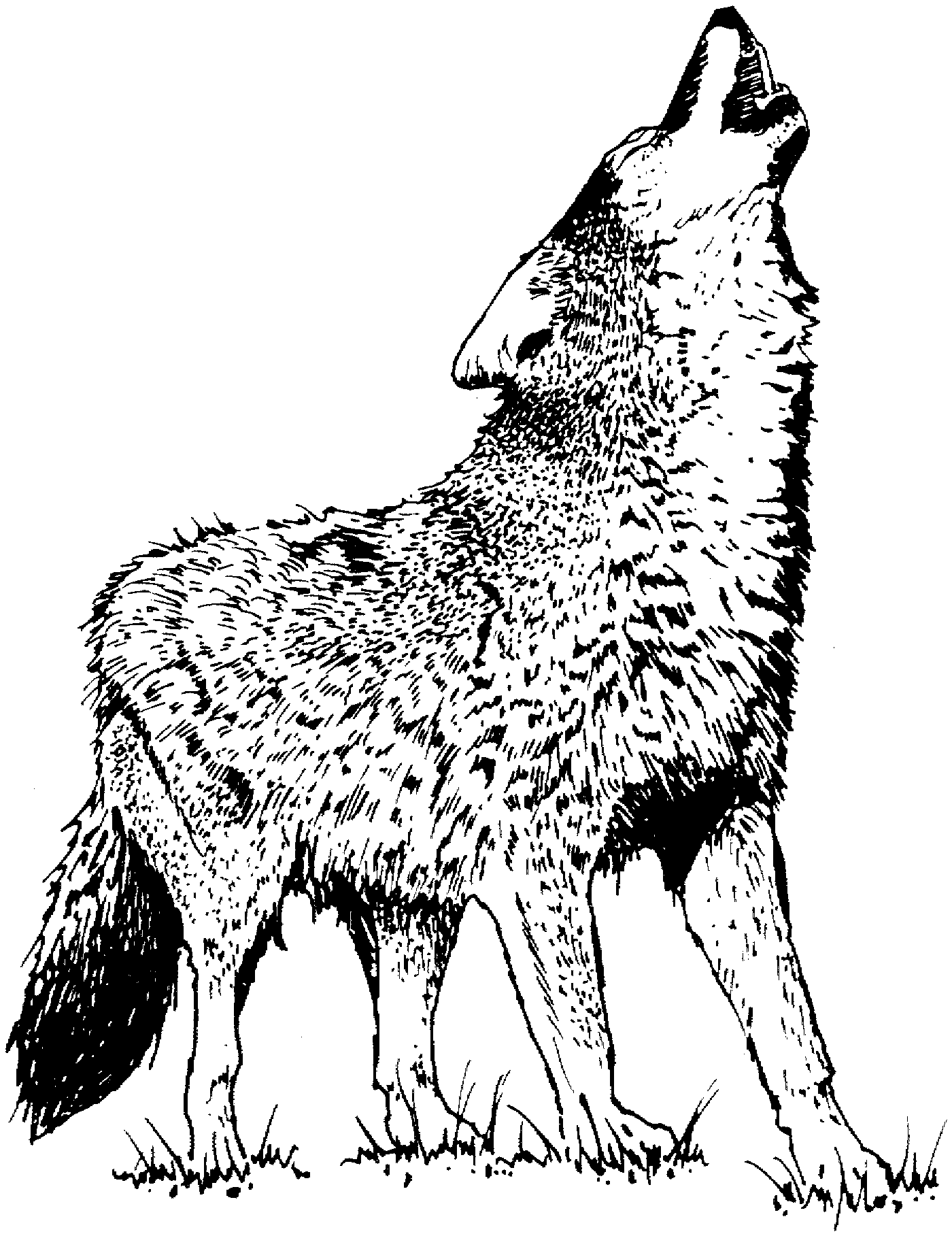 1400x1817 Wolf Coloring Pages Free Wolf Coloring Pages Tigersit