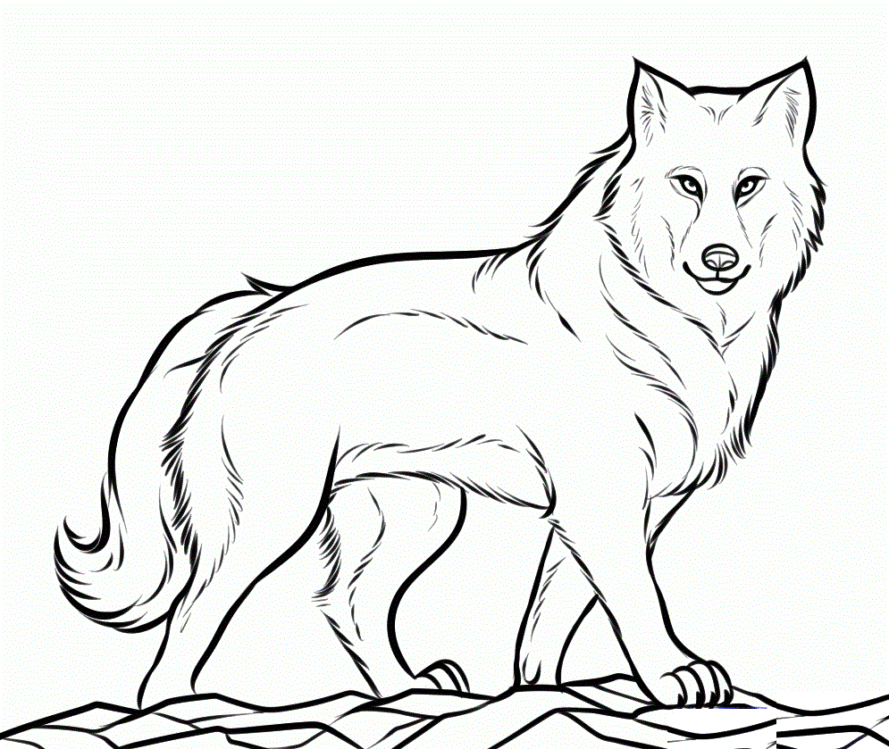 995x839 Drawn Howling Wolf Timber Wolf