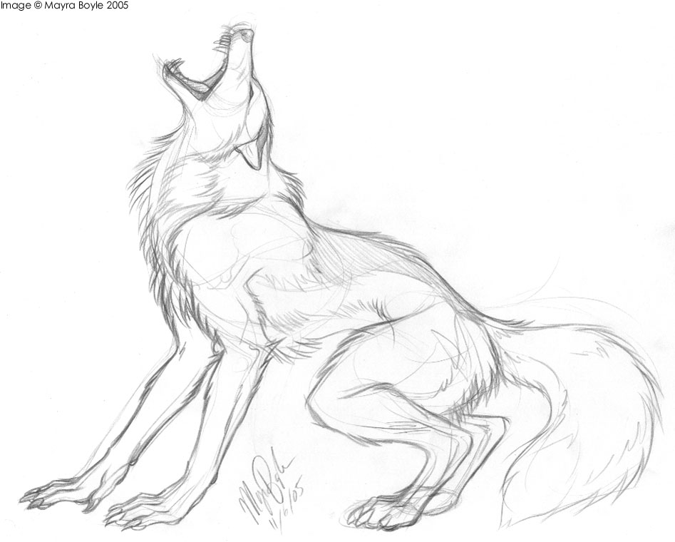 947x760 Drawn Wolfman Snarling Wolf