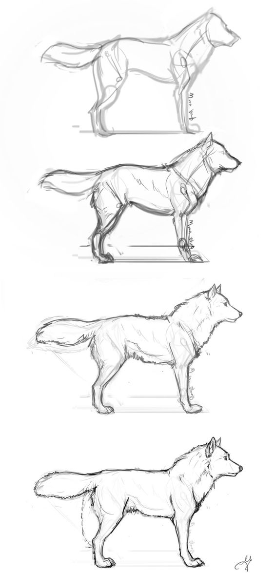 564x1175 Guides To Drawing Wolves Wolf, And Draw