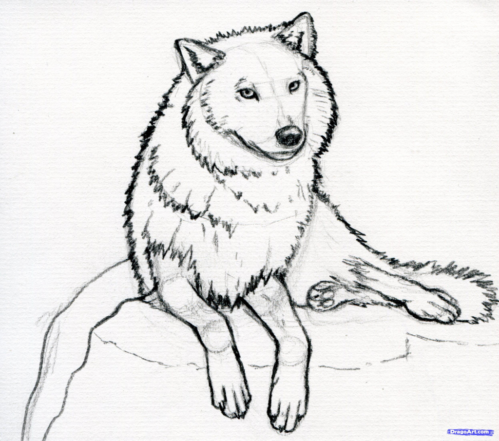 1024x905 How To Draw A Arctic Wolf How To Sketch A Wolf Arctic Wolf Step