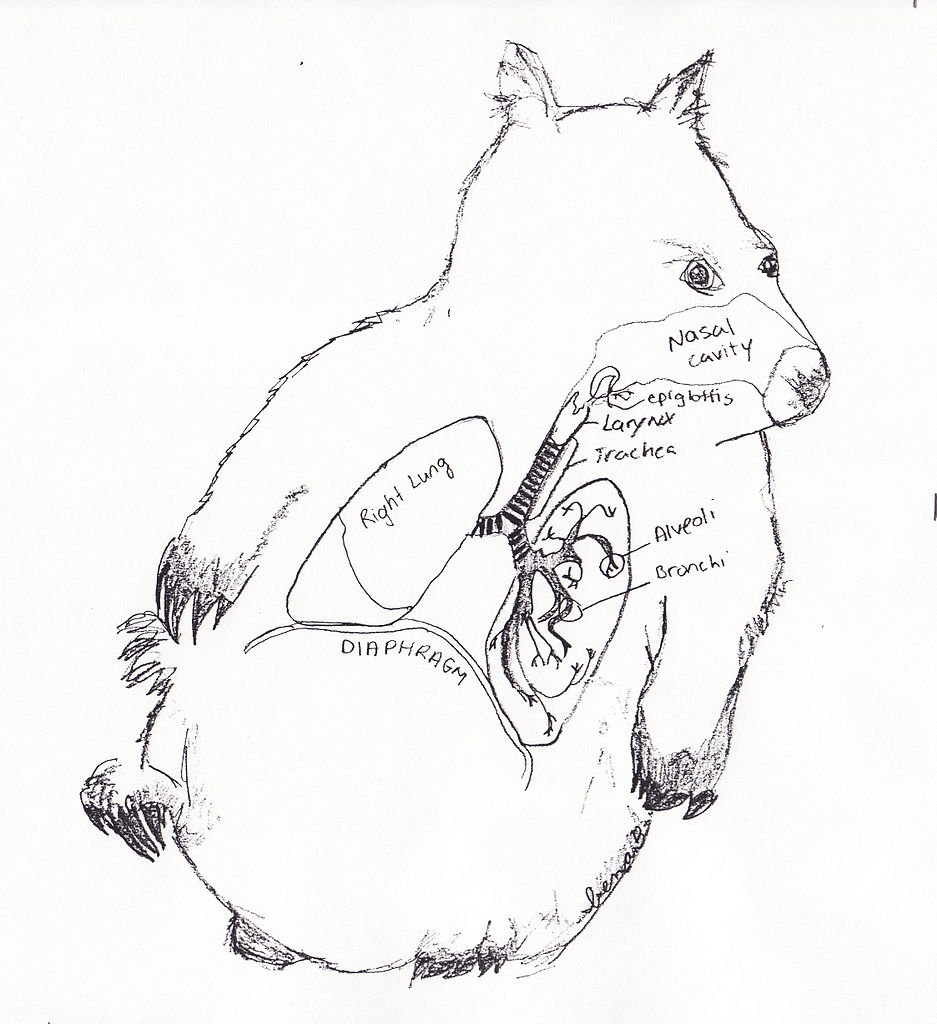 937x1024 Filewombat Respiratory System.jpg