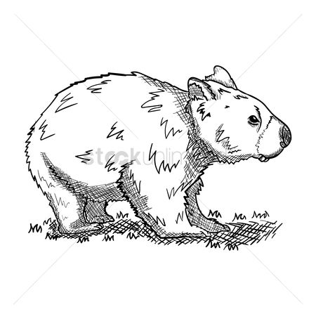 450x450 Free Wombat Stock Vectors Stockunlimited