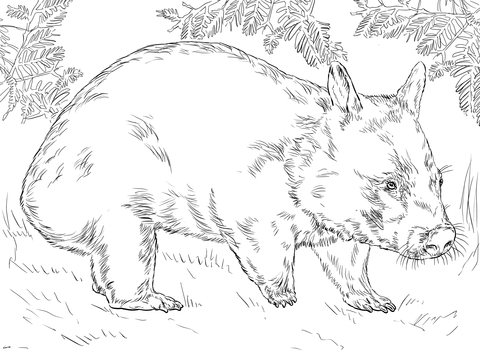 480x360 Hairy Nose Wombat Coloring Page Free Printable Coloring Pages