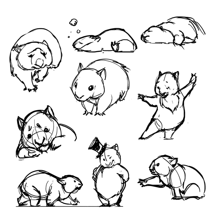 894x894 How To Draw A Wombat