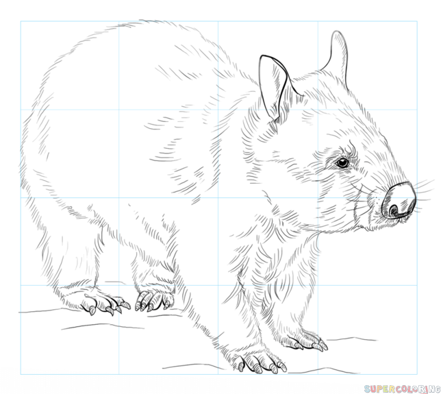 644x575 How To Draw A Wombat Step By Step Drawing Tutorials