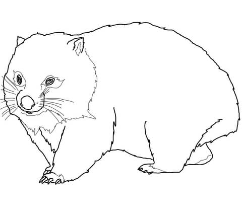 480x429 Wombat Coloring Page Free Printable Coloring Pages