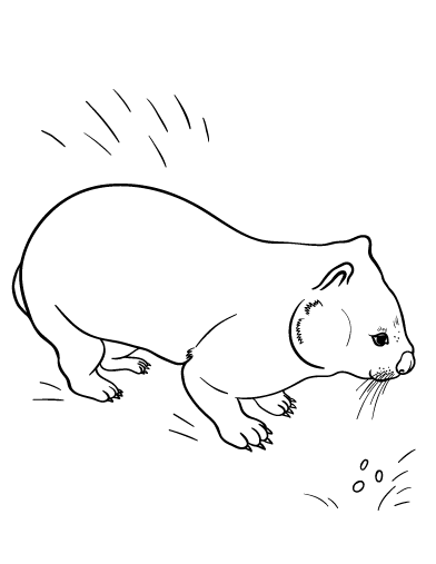 392x507 Wombat Coloring Page Coloring Page For Kids