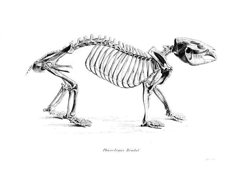 797x600 Filephascolomys Wombat.jpg