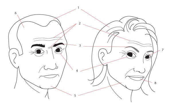 600x375 Human Anatomy Fundamentals Drawing Different Ages