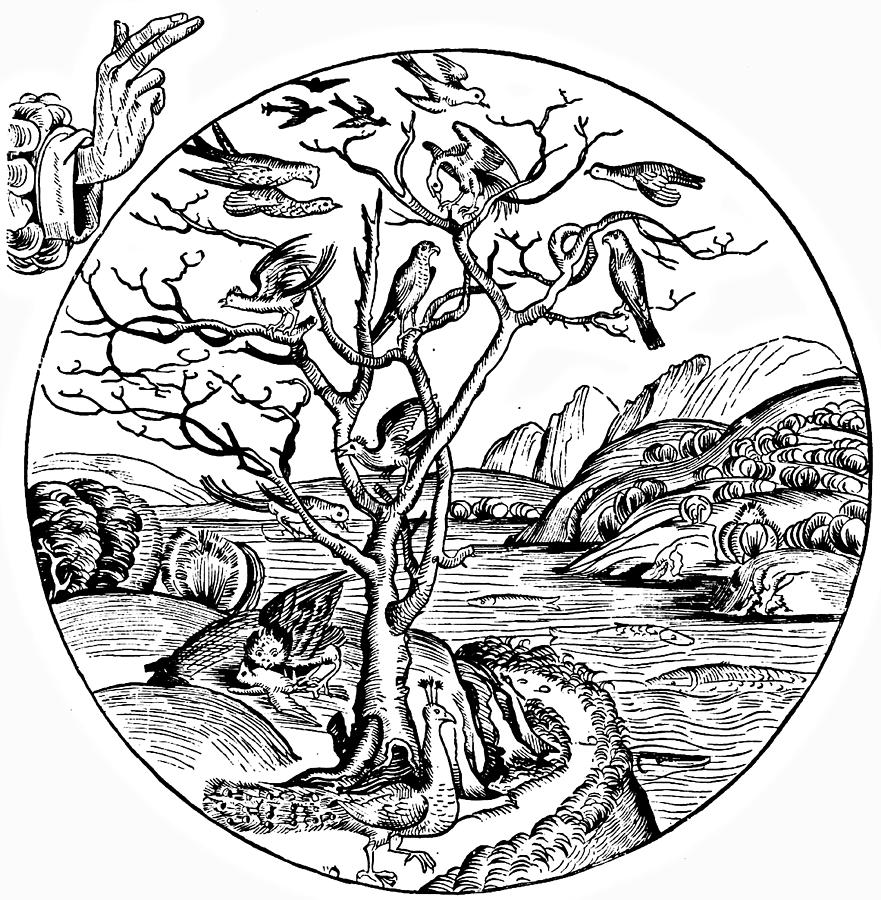 881x900 Fifth Day Of Creation Wood Engraving Drawing By