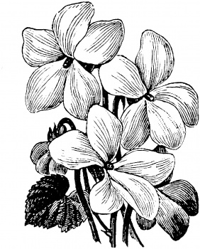 282x350 Wood Violet Drawing Tattoo Art Violets, Drawings