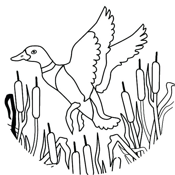 600x600 Duck Coloring Pages How To Draw Flying Mallard Duck Coloring Pages