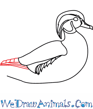 300x350 How To Draw A Wood Duck