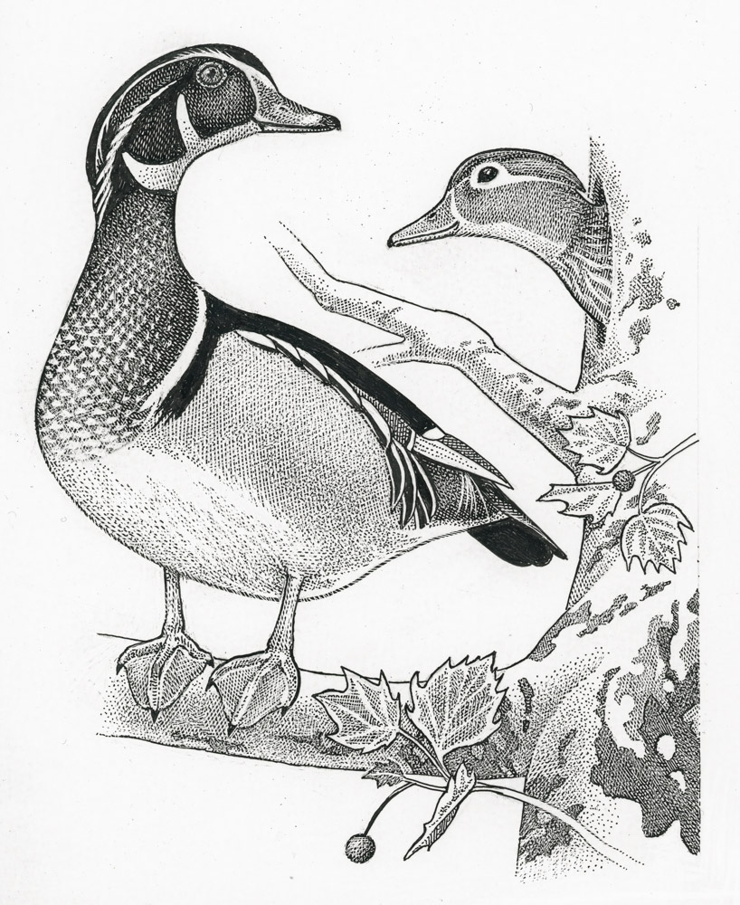 818x1000 Wood Ducks On The Potomac Birdnote