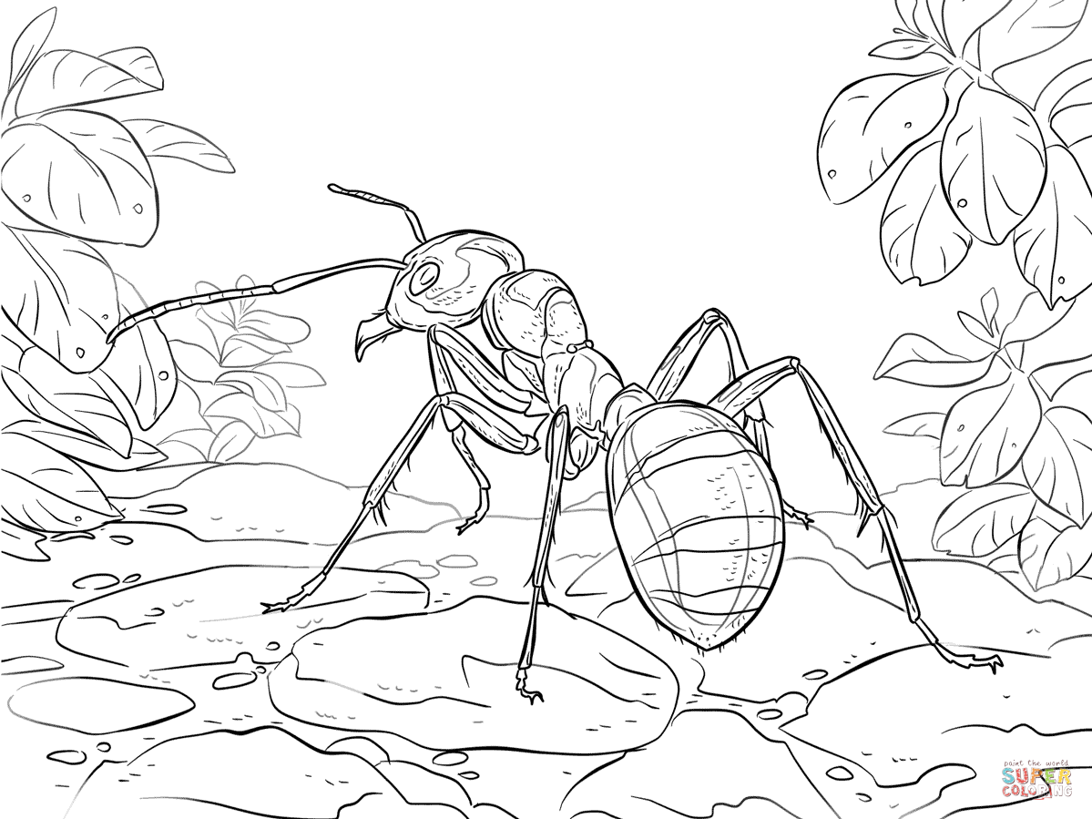 1199x899 Red Wood Ant Coloring Page Free Printable Coloring Pages
