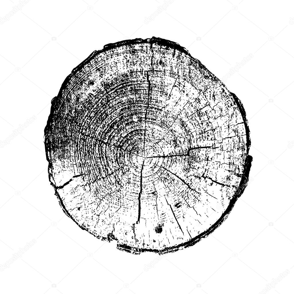 1024x1024 Tree Ring, Log, Wood Trunk. Black And White Stock Vector