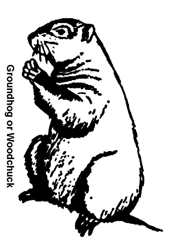 599x850 Groundhog Coloring Pages Gtgt Disney Coloring Pages