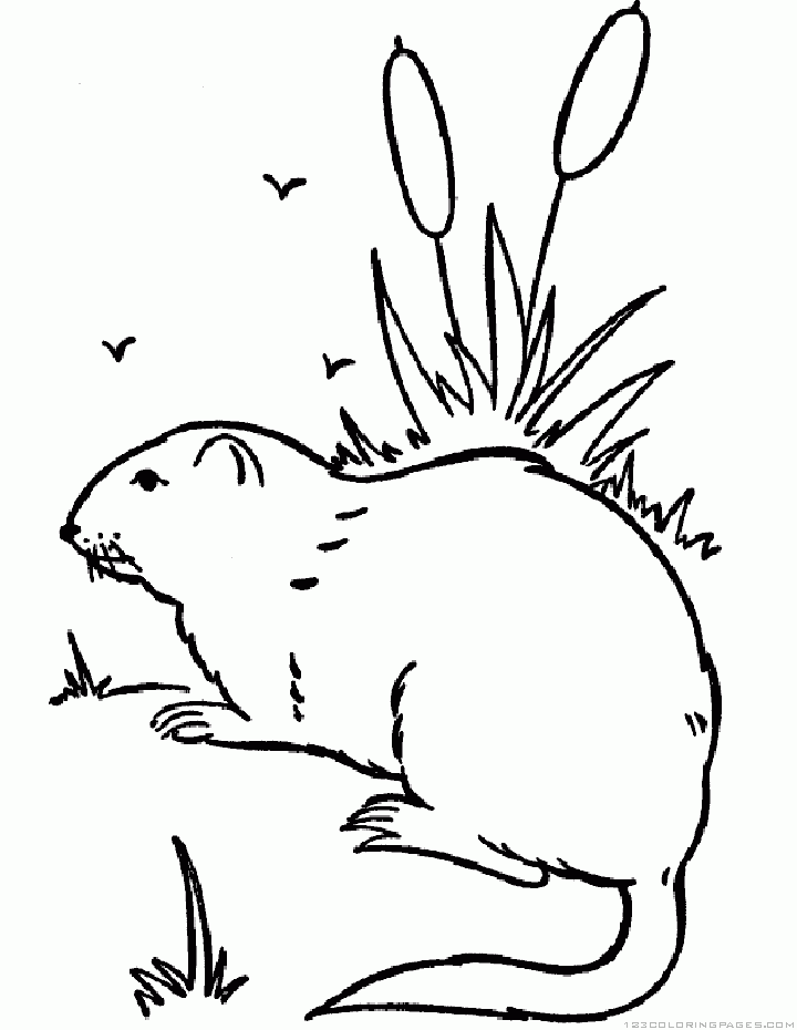 720x930 Groundhogwoodchuck Coloring Pages