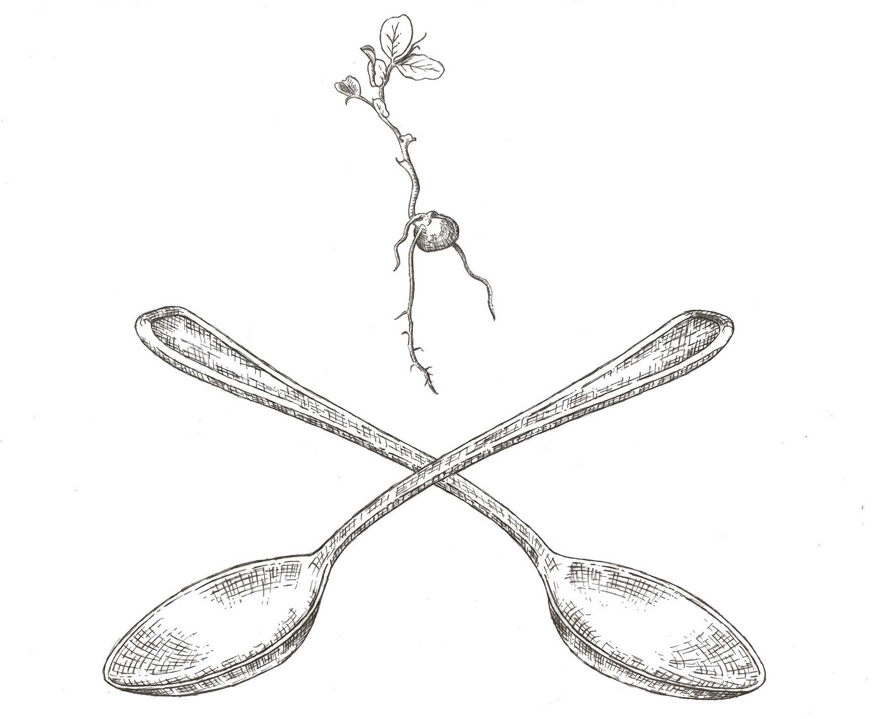 1765x1455 Seed Sprout Spoon Catering Amp Events About