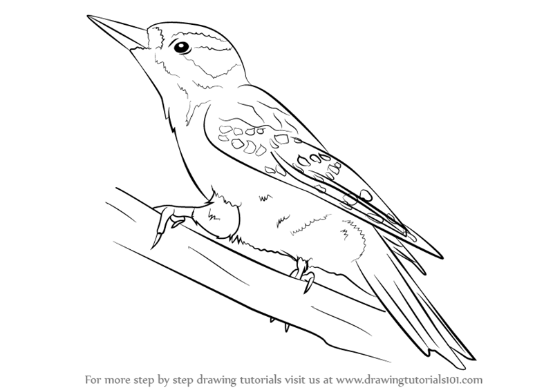 800x565 Learn How To Draw A Hairy Woodpecker (Woodpeckers) Step By Step