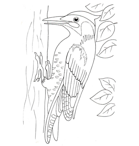 458x480 Woodpecker Coloring Page Free Printable Coloring Pages