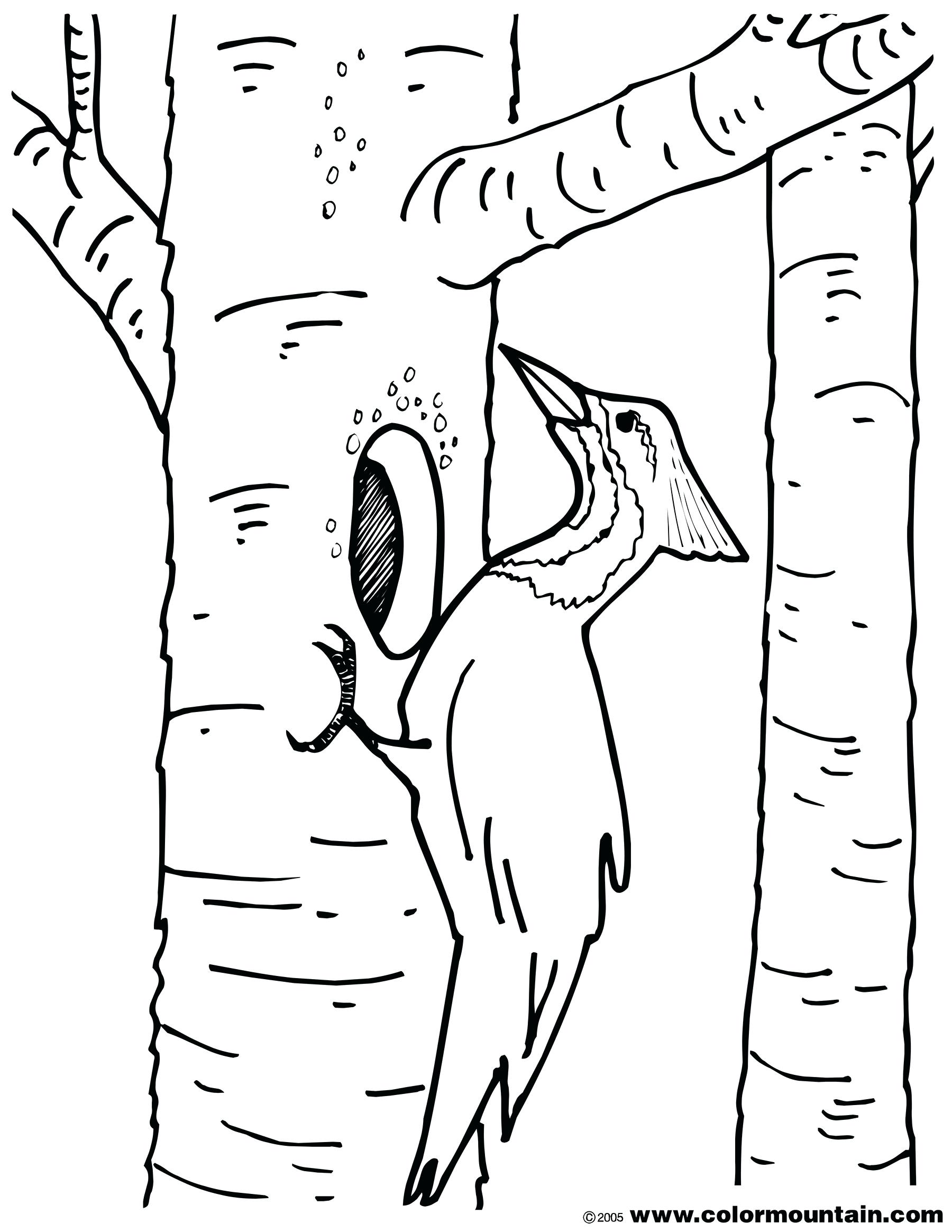 1800x2329 Coloring Woodpecker Coloring Pages Robin Page. Woodpecker
