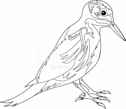 509x439 Colour In Great Spotted Woodpecker Stock Vector