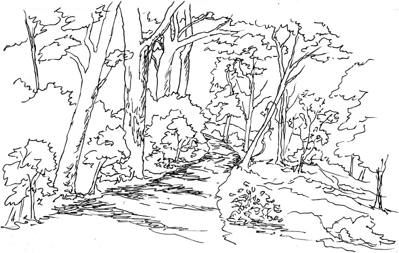 819x520 In The Woods